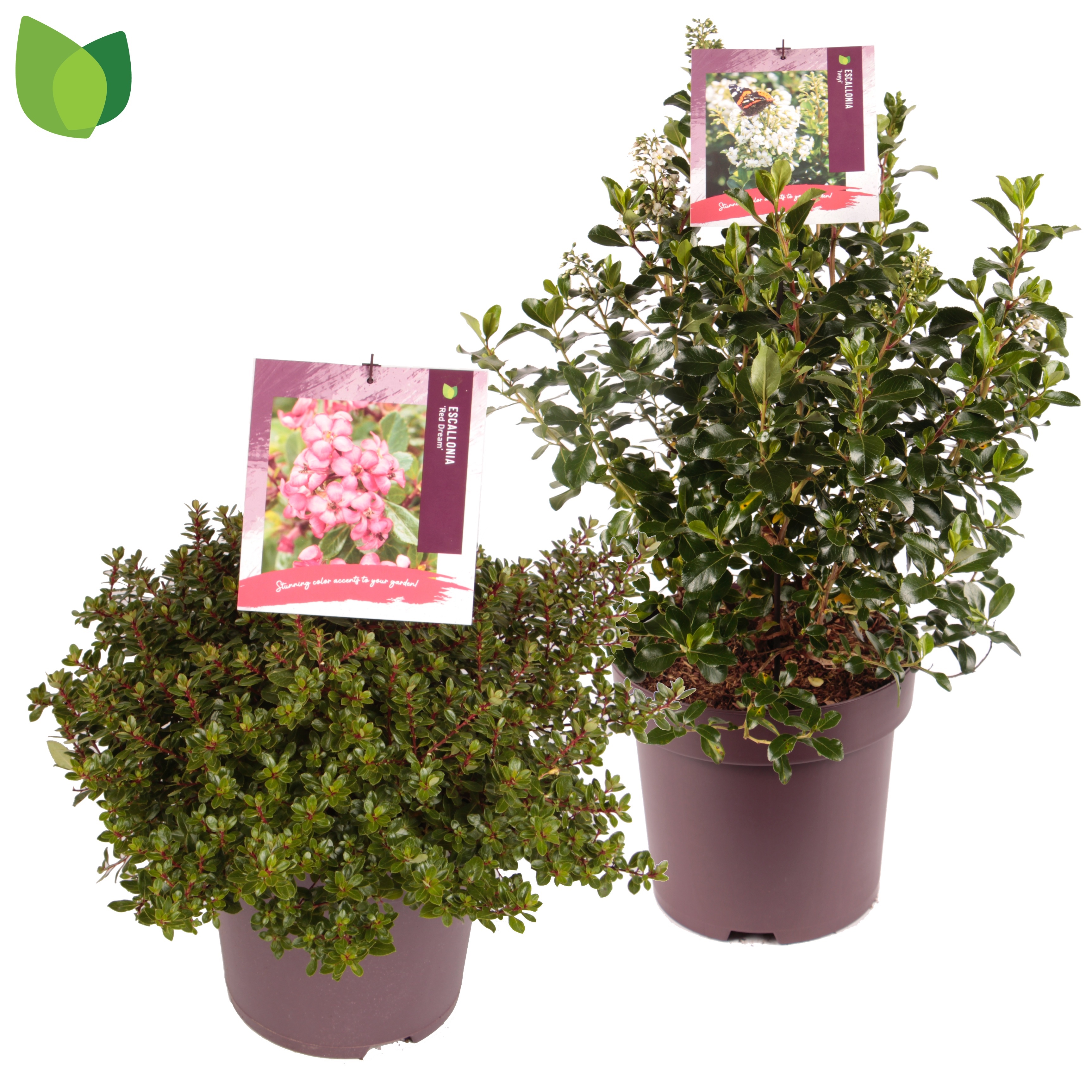 Picture of Escallonia in varieties P29 (10 Ltr)