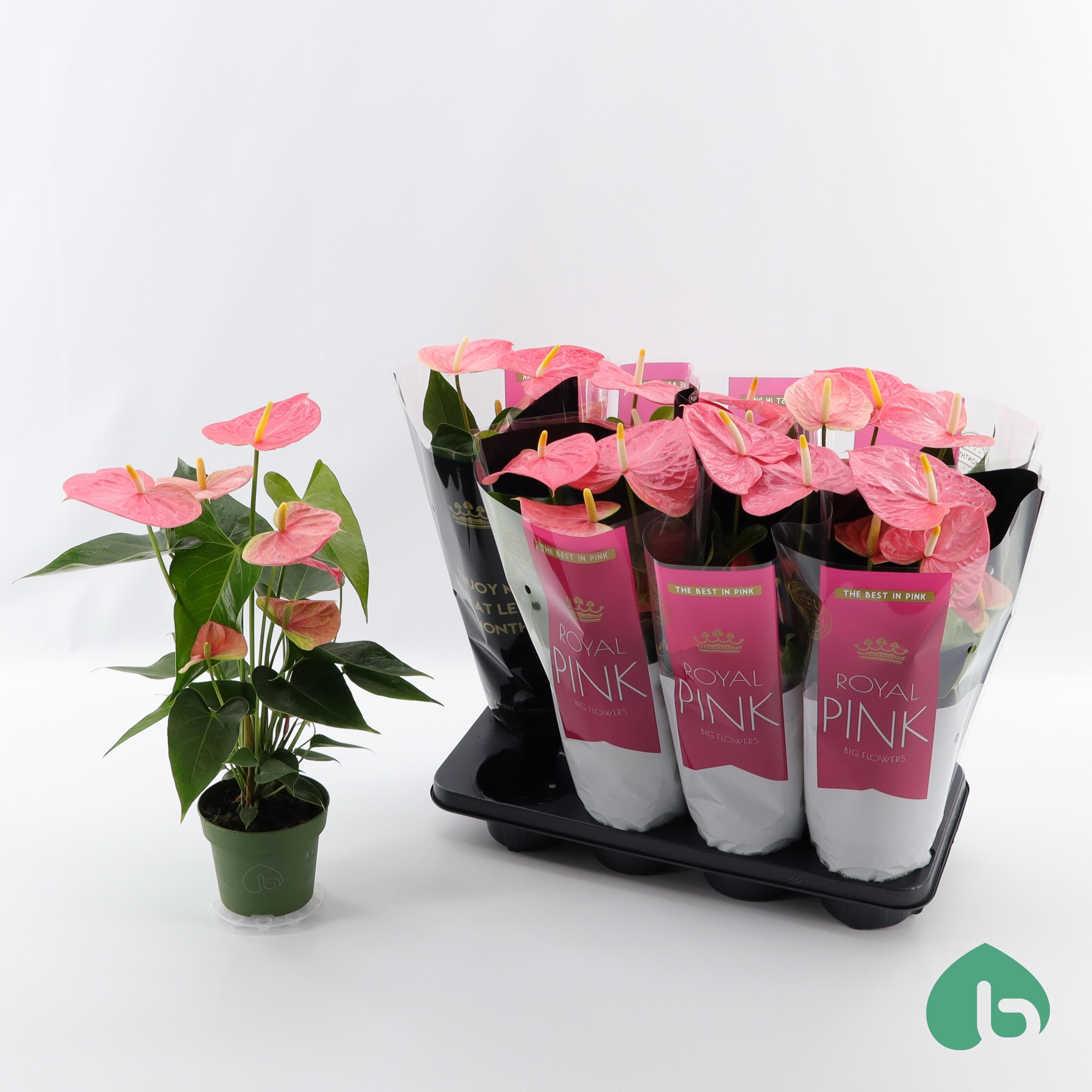 Anthurium (Andreanum) Colorado Royal Pink/min.layer | OZ Planten