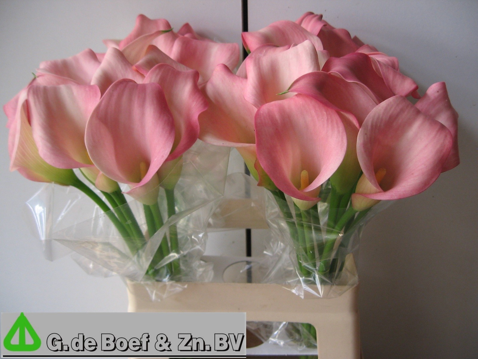 Calla Samur 60cm