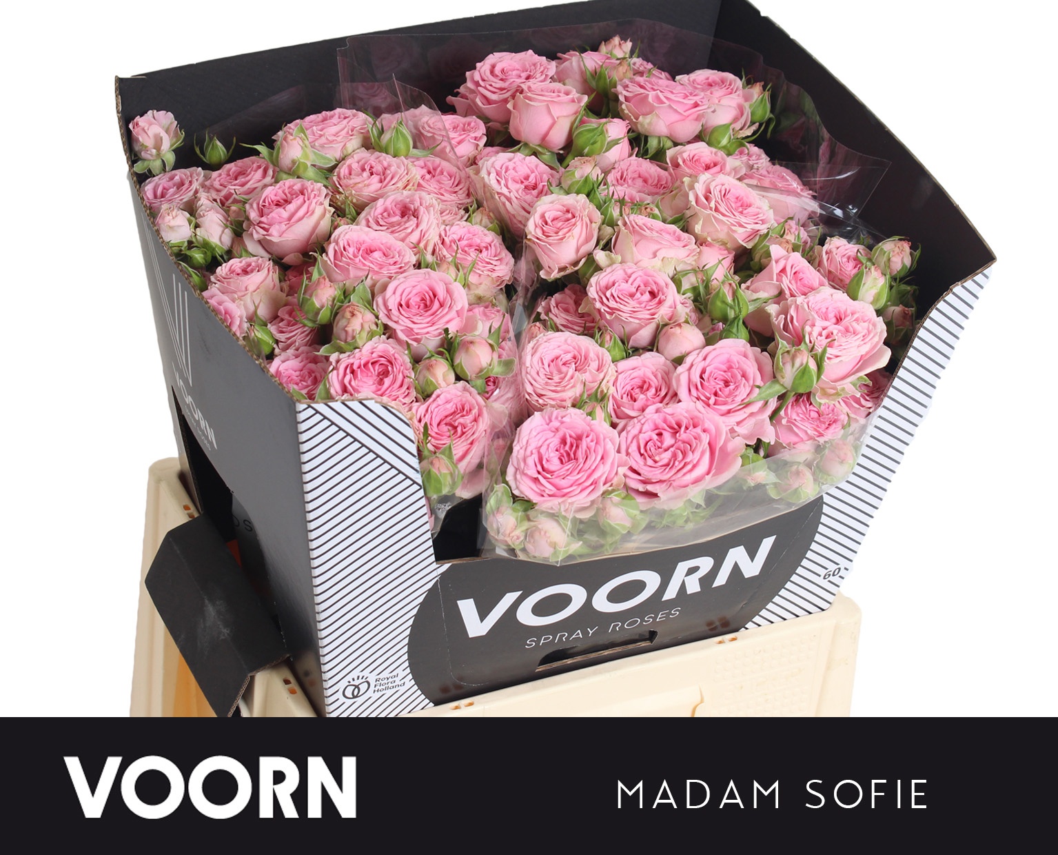 R Tr Madam Sofie