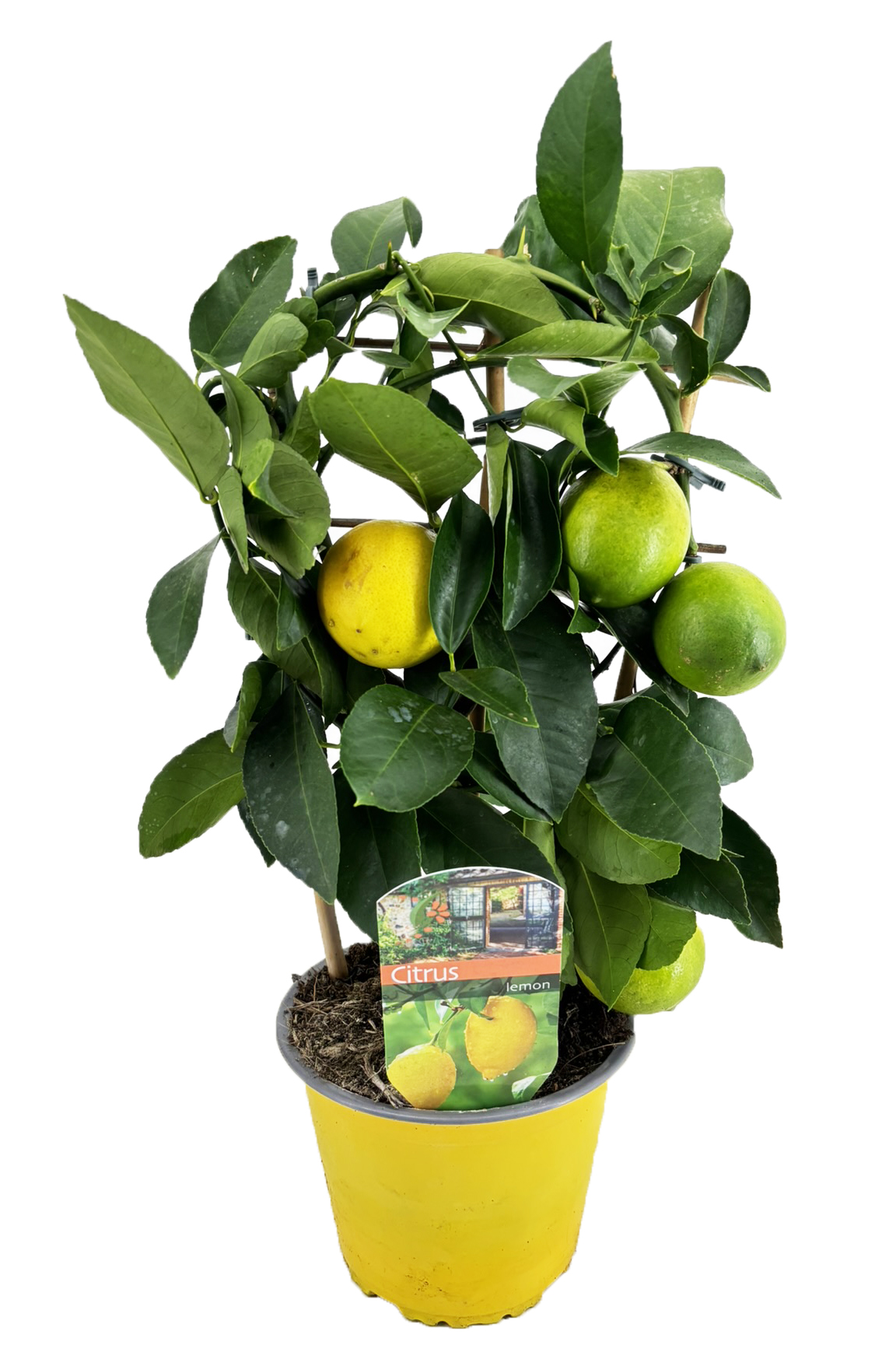 Picture of Citrus lemon P14