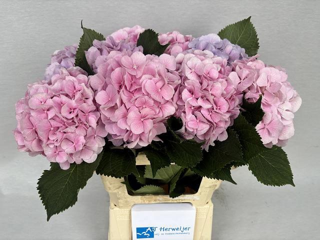 Hydrangea Verena Blue 60cm 16Ø