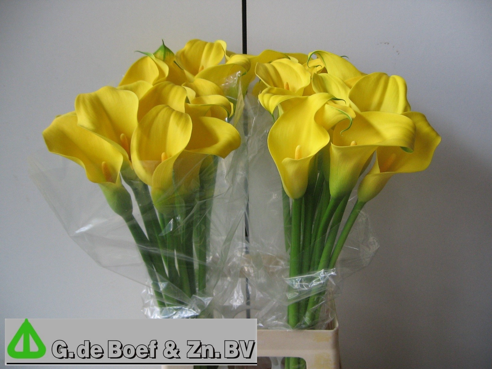 Calla Capt Solo 65cm