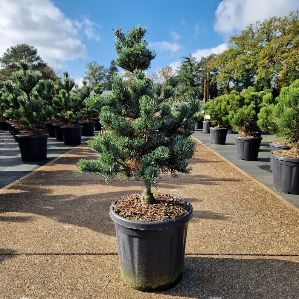 Picture of Pinus parviflora Negishi C18 (LOOSE)