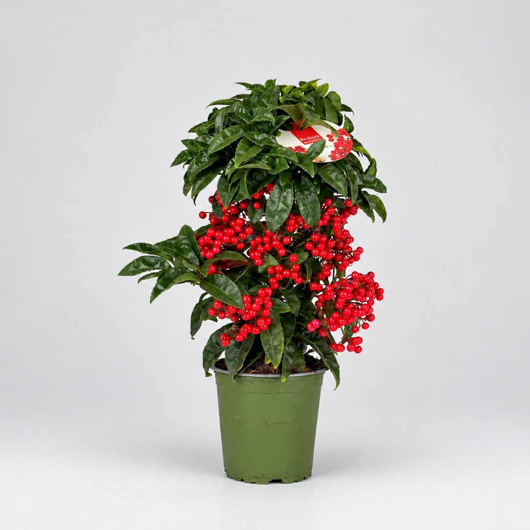 Ardisia Mini Holly Berries