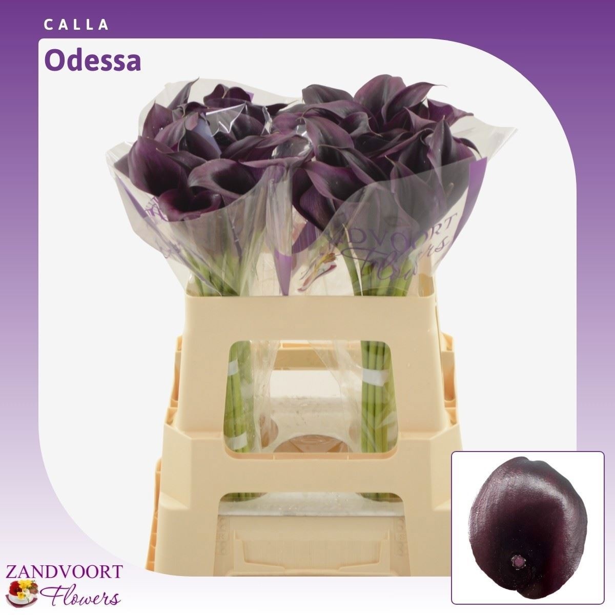 Calla Odessa 55cm
