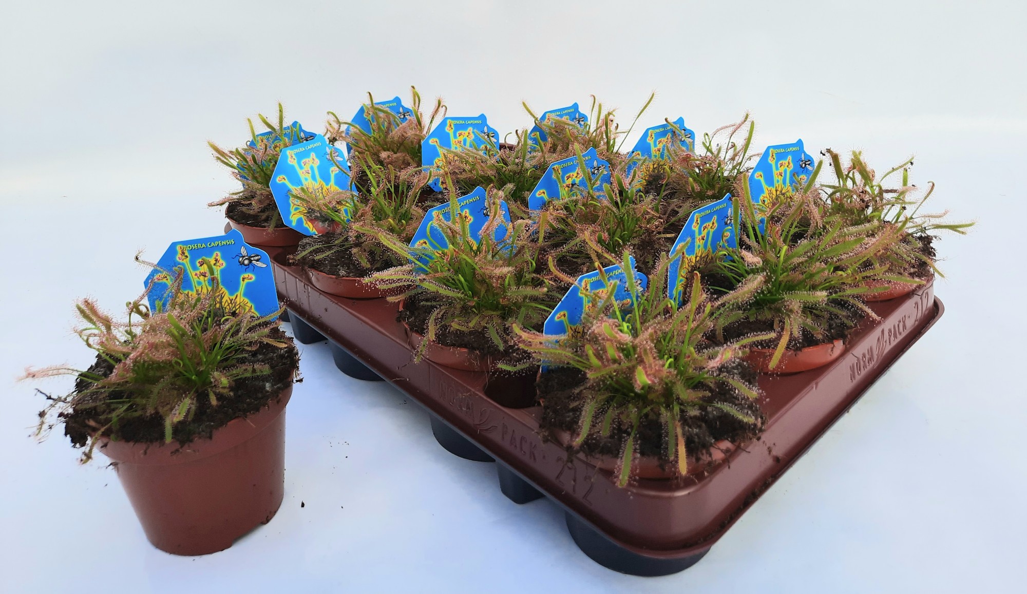 Picture of Drosera Capensis Hybrid (Carnivorous) P9 20CM