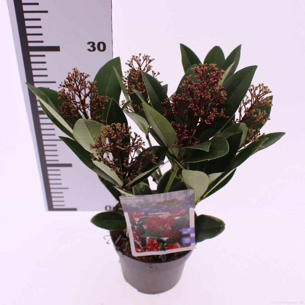 Picture of Skimmia jap. 'Rubella'