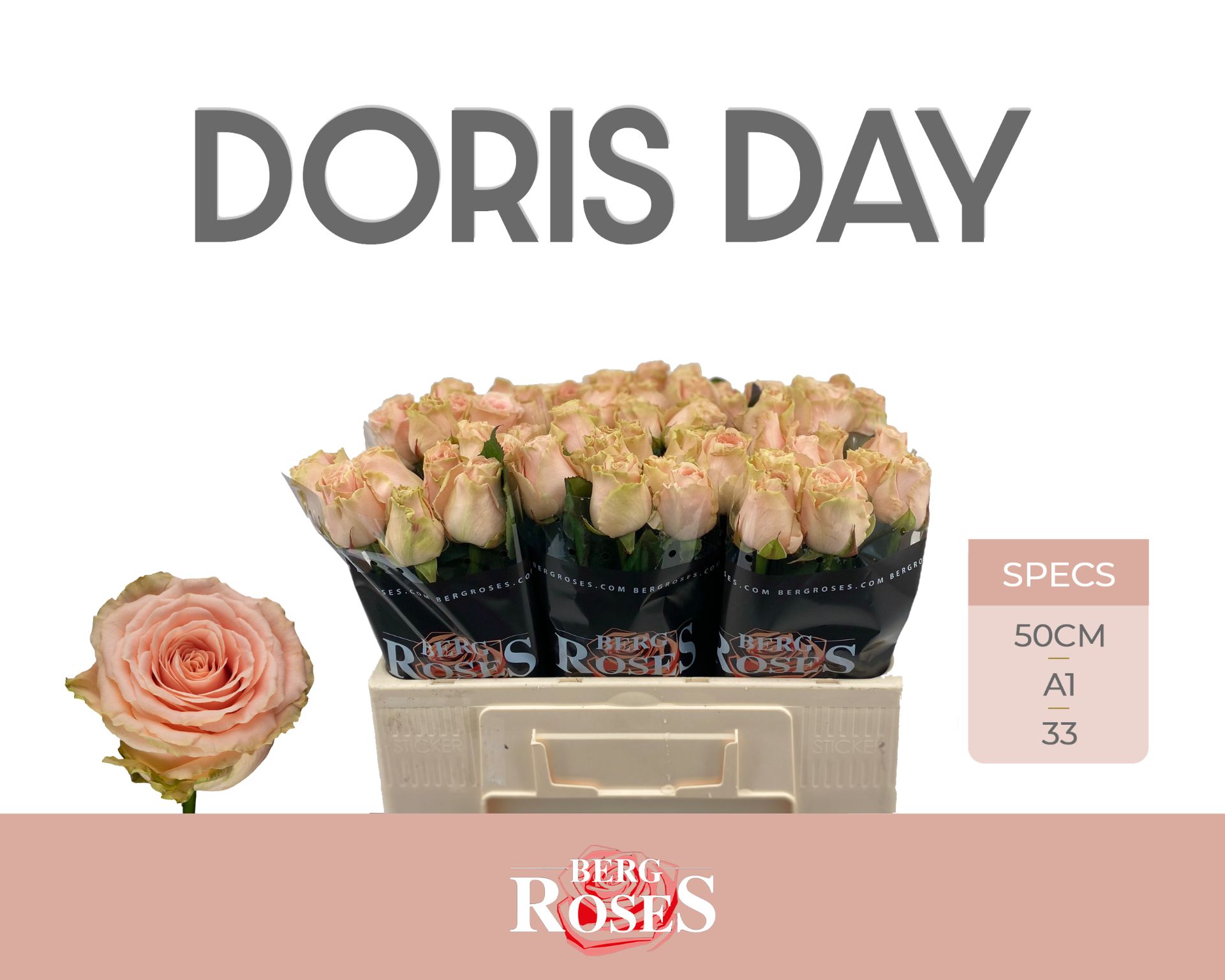 Rosa Doris Day 50cm