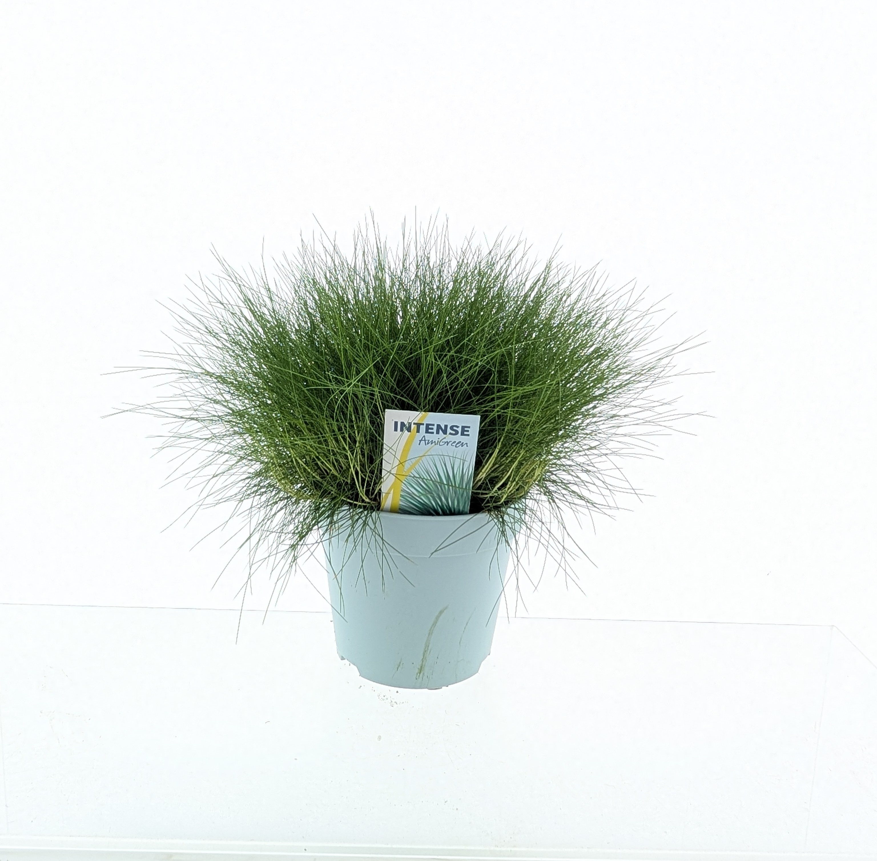 Picture of Festuca gautieri AmiGreen®