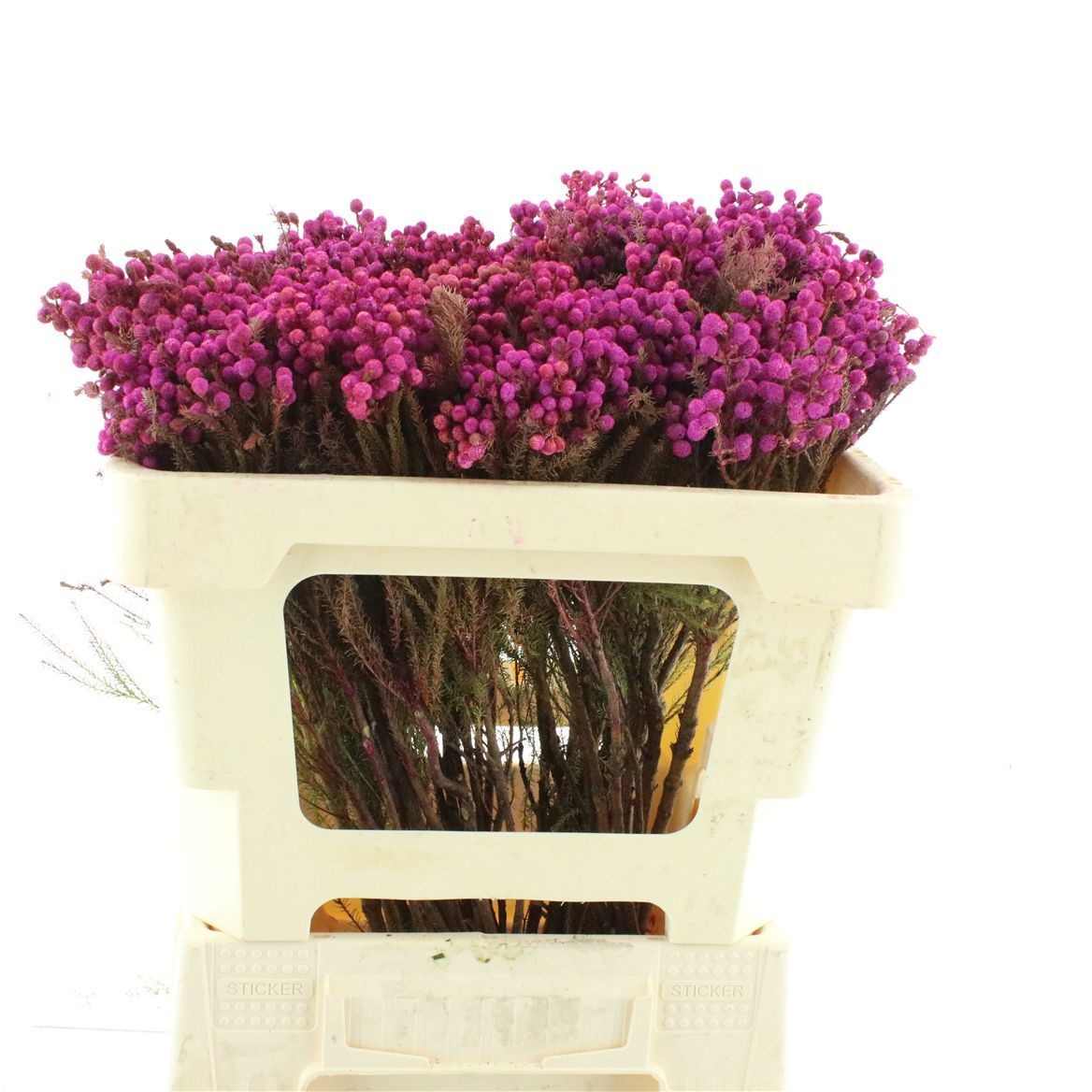 Cape Green (BERZELIA) 50cm