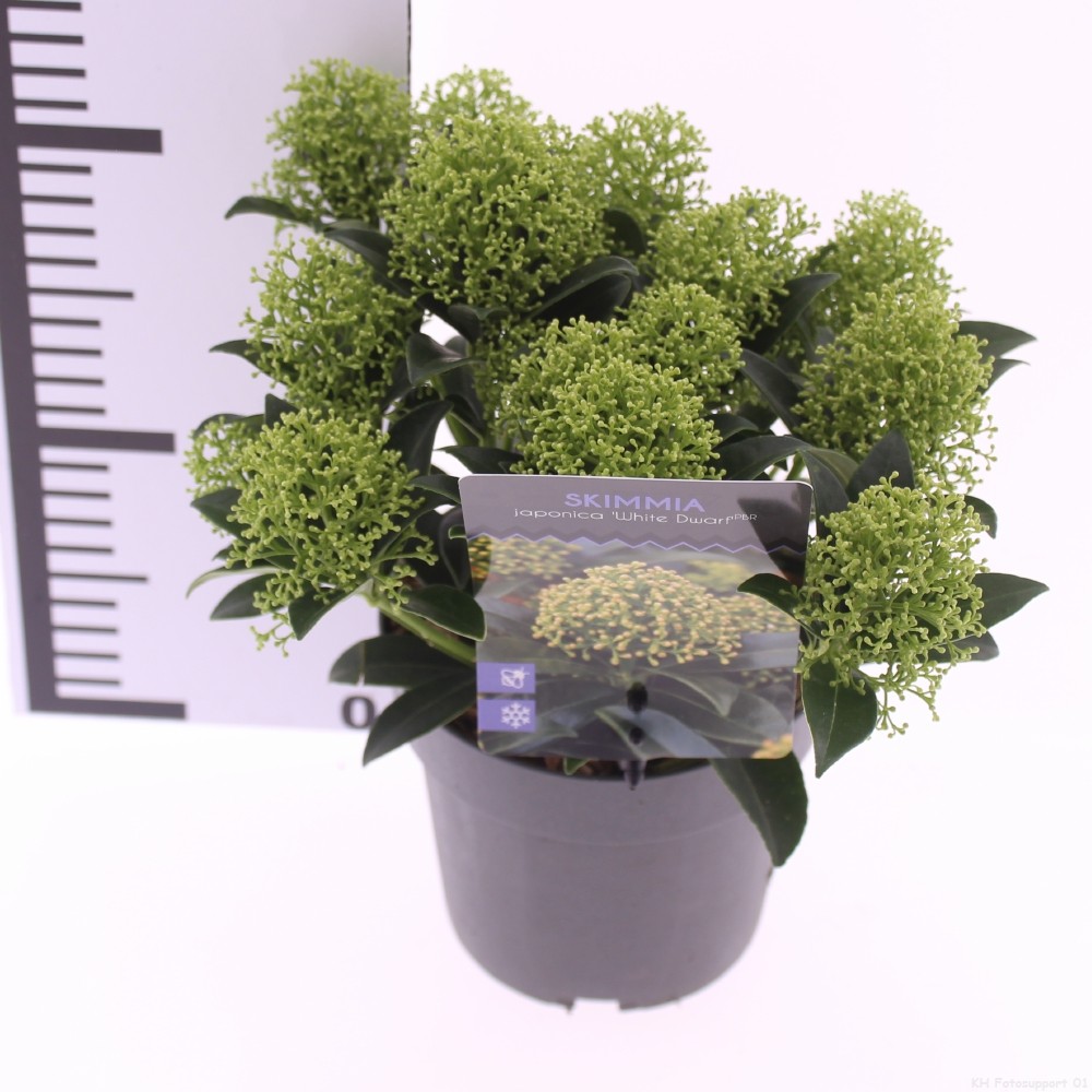 Picture of Skimmia jap. 'White Dwarf'