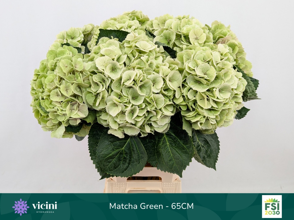 Hydrangea My Matcha Classic 60cm 19Ø