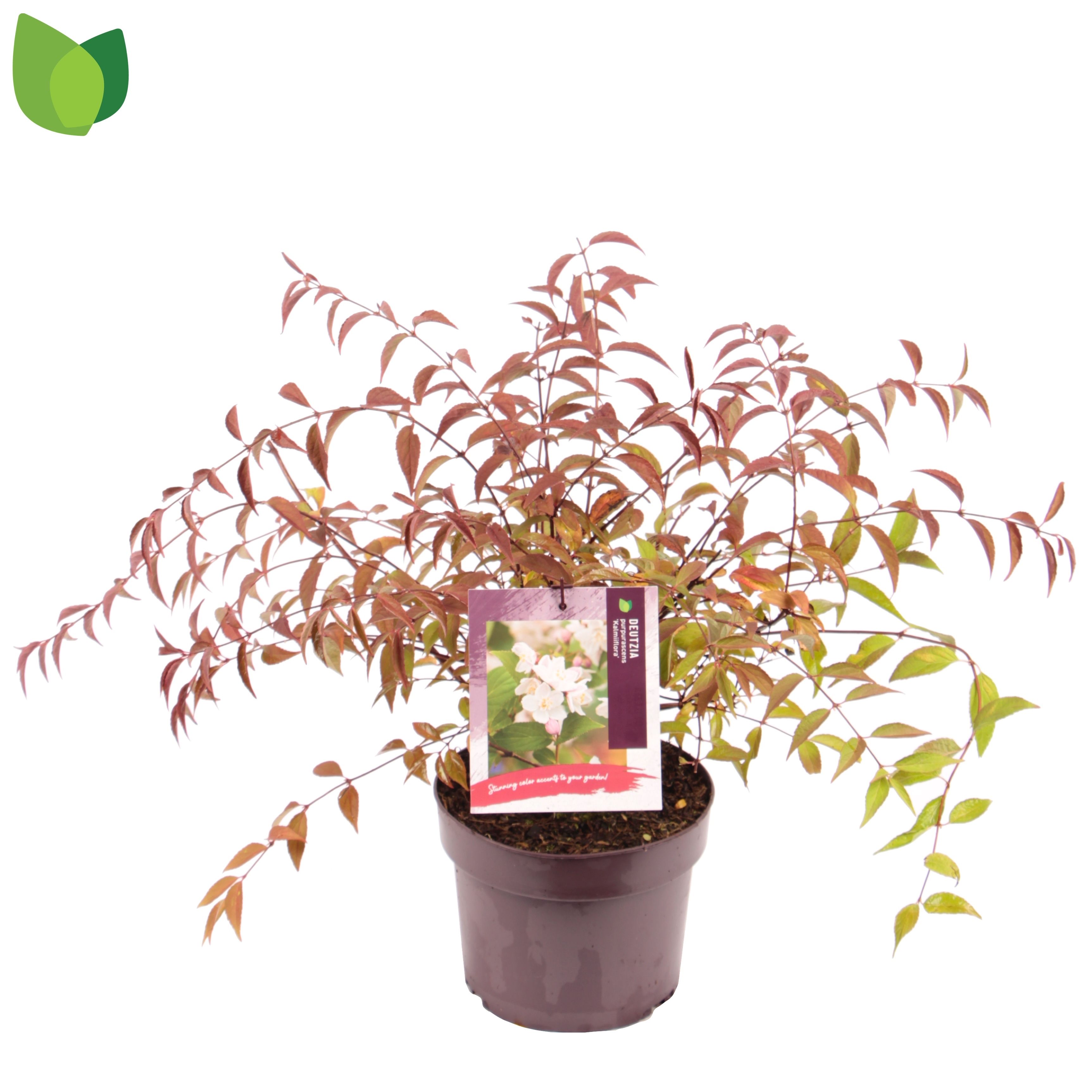 Deutzia purpurascens 'Kalmiiflora'