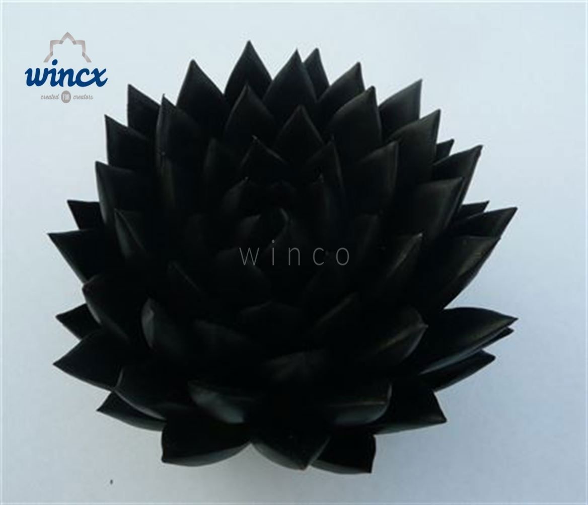Echeveria Agavoides Paint Black Cutflower