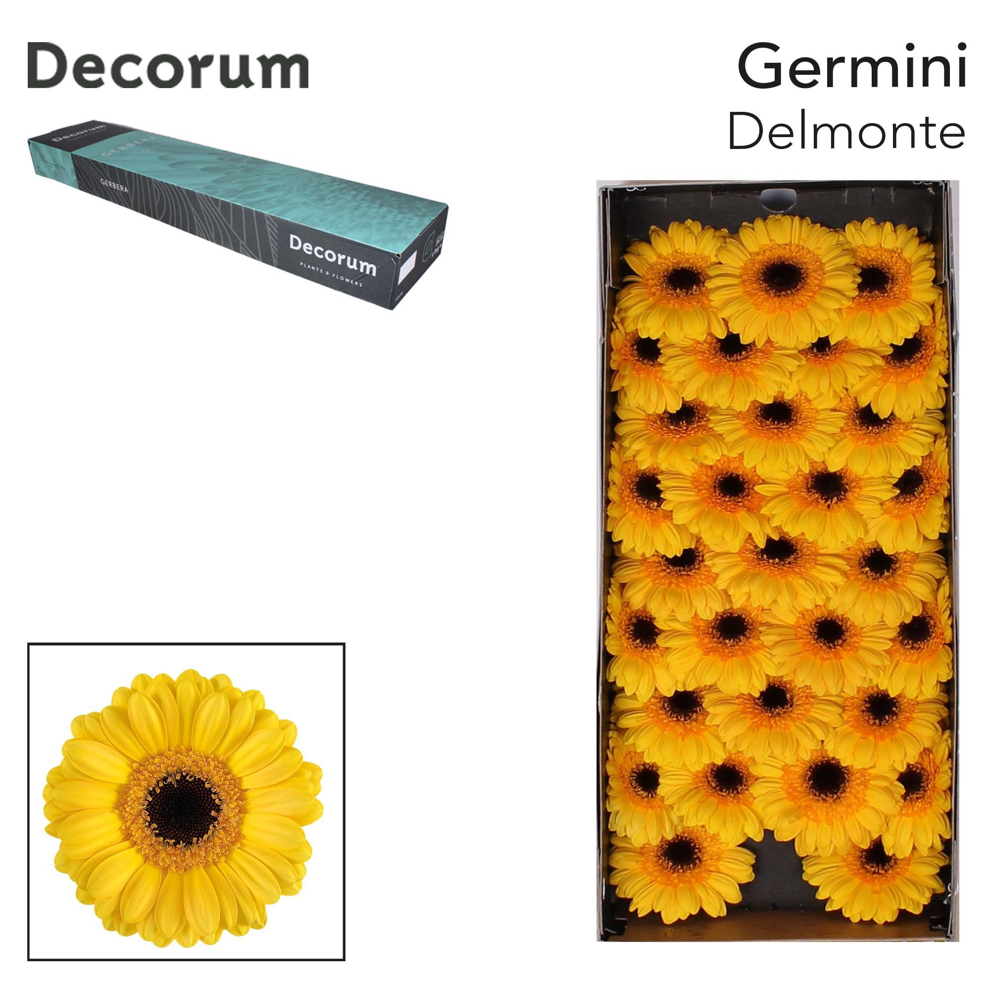 Ge Mi Delmonte