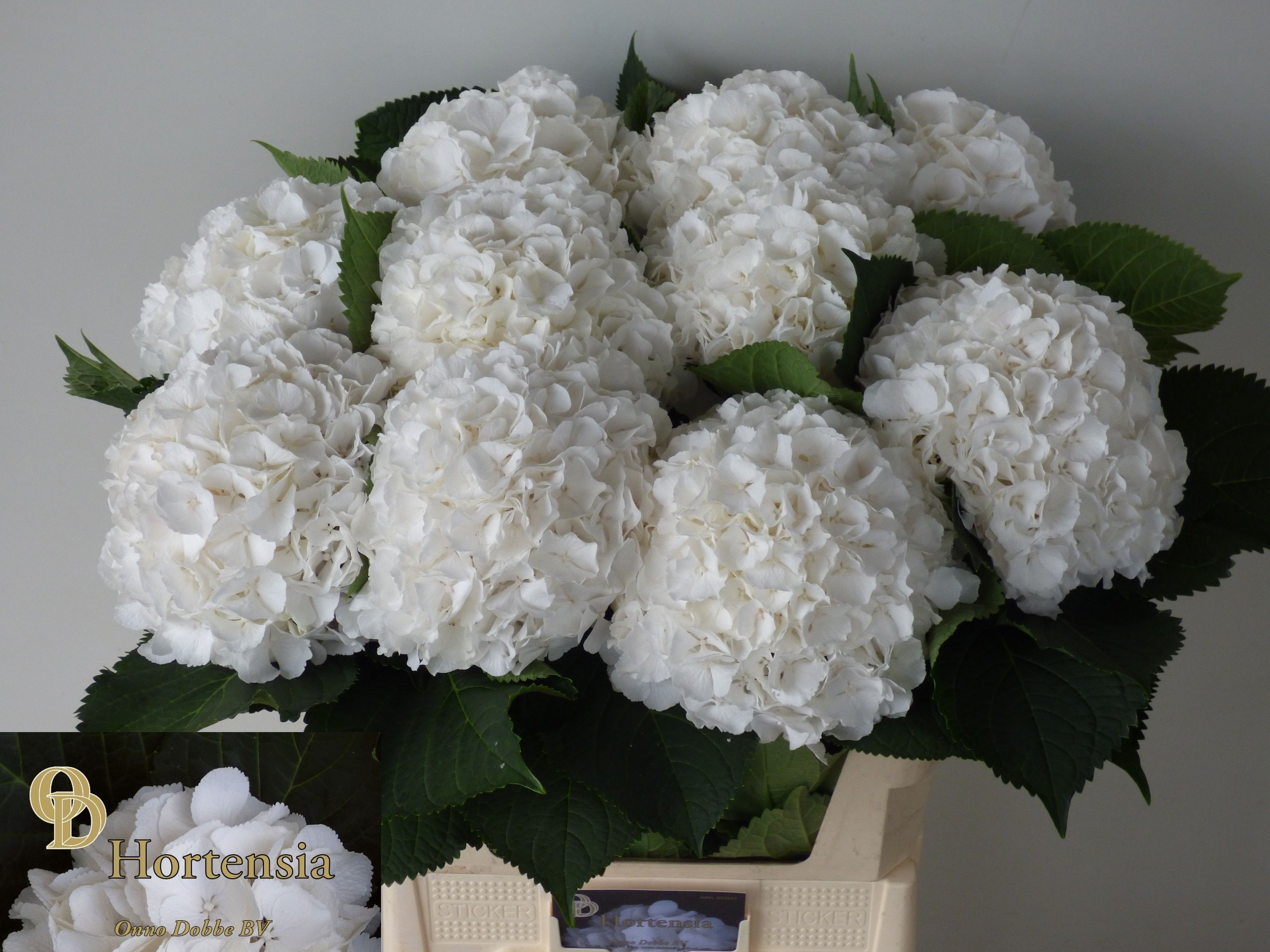 Hydrangea White Verena 80cm 22Ø