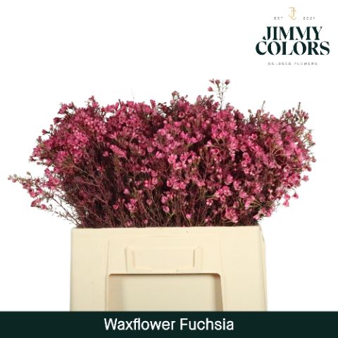 Waxflower L60 Fuchsia