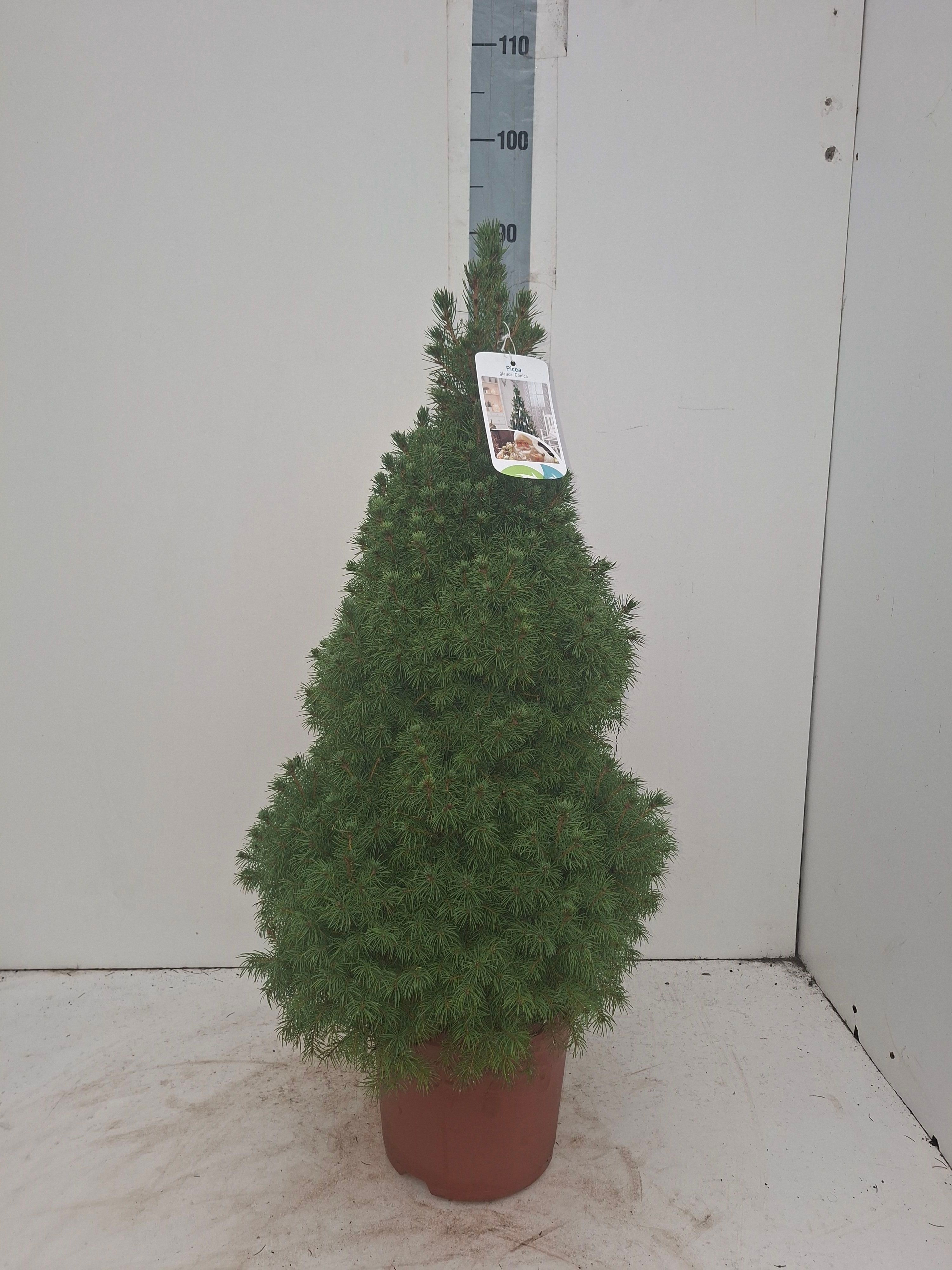 Picea Gl Conica 24P 90H