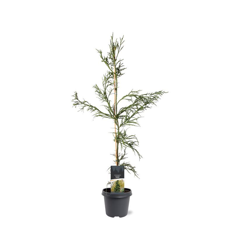 Cryptomeria japonica 'Rasen'