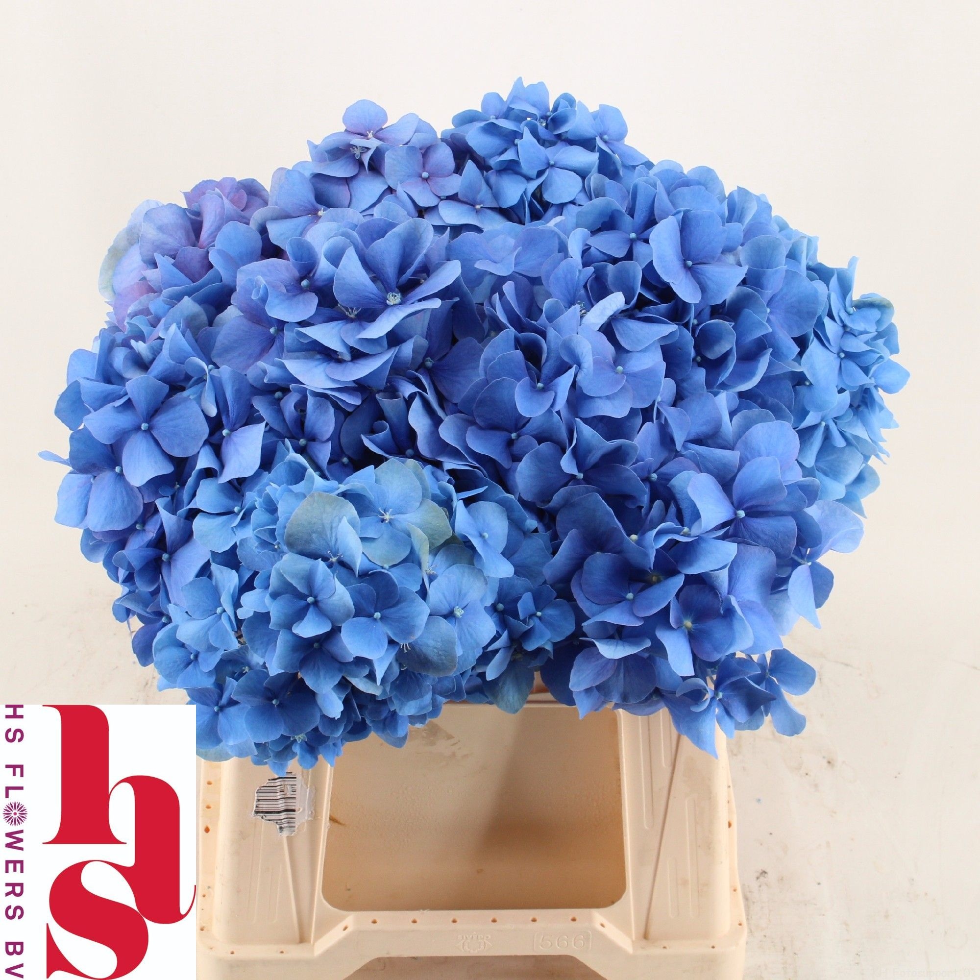 Hydrangea Pimpernel 40cm 17Ø