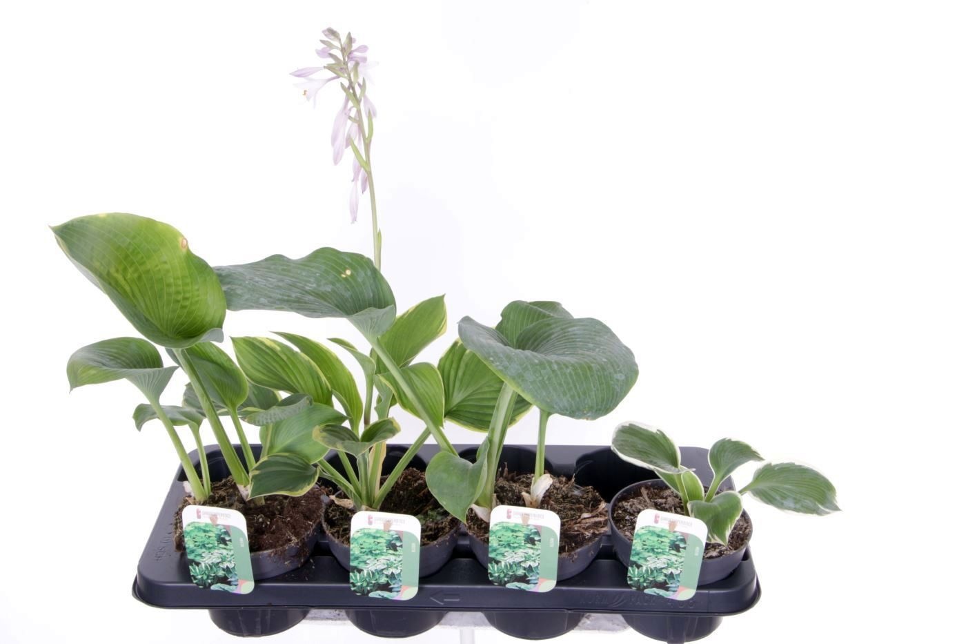 Hosta mix