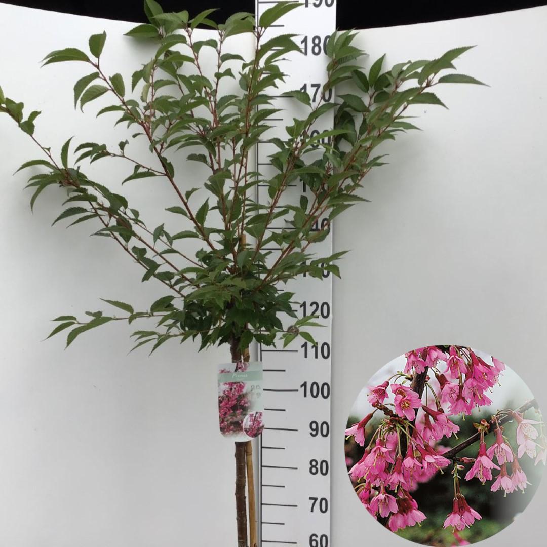 Picture of Prunus Okame P26 (7.5 Ltr) 120/STD