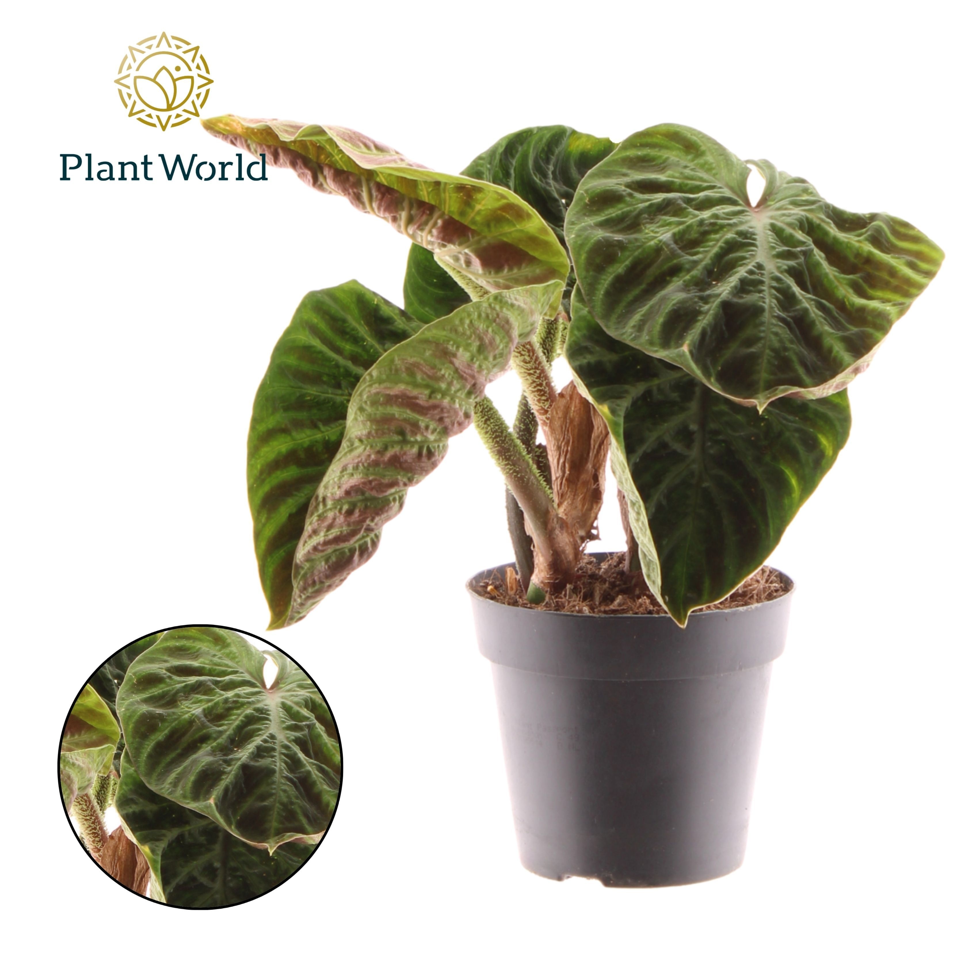 Philodendron verrucosum Incensi Compact | OZ Planten
