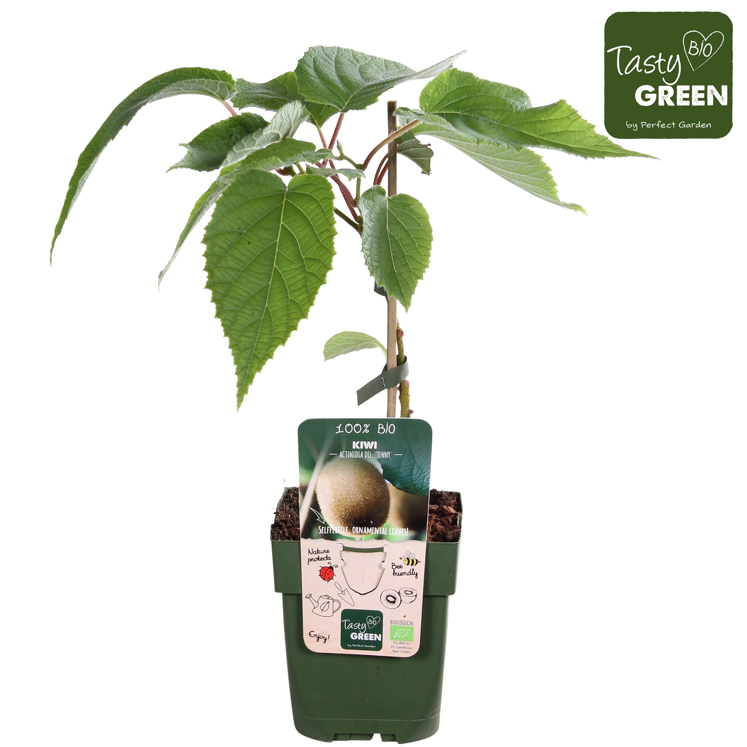 Picture of Actinidia deliciosa Jenny P13 organic