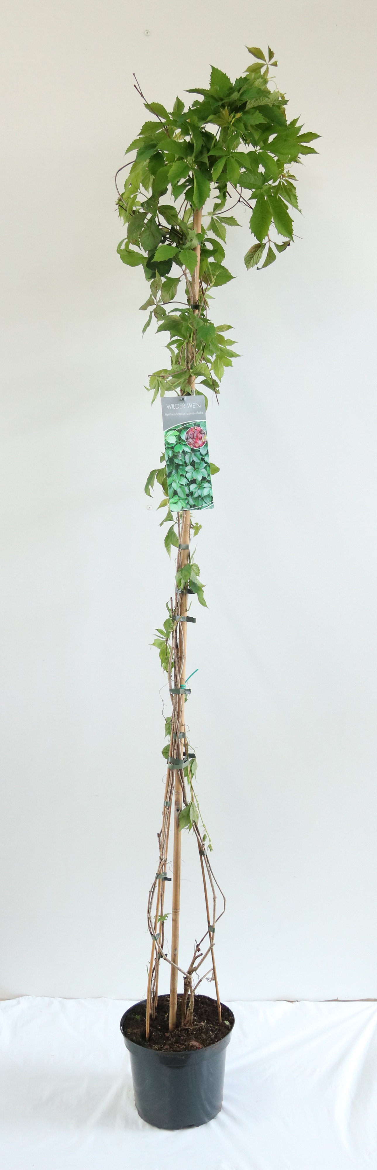 Parthenocissus quinquefolia