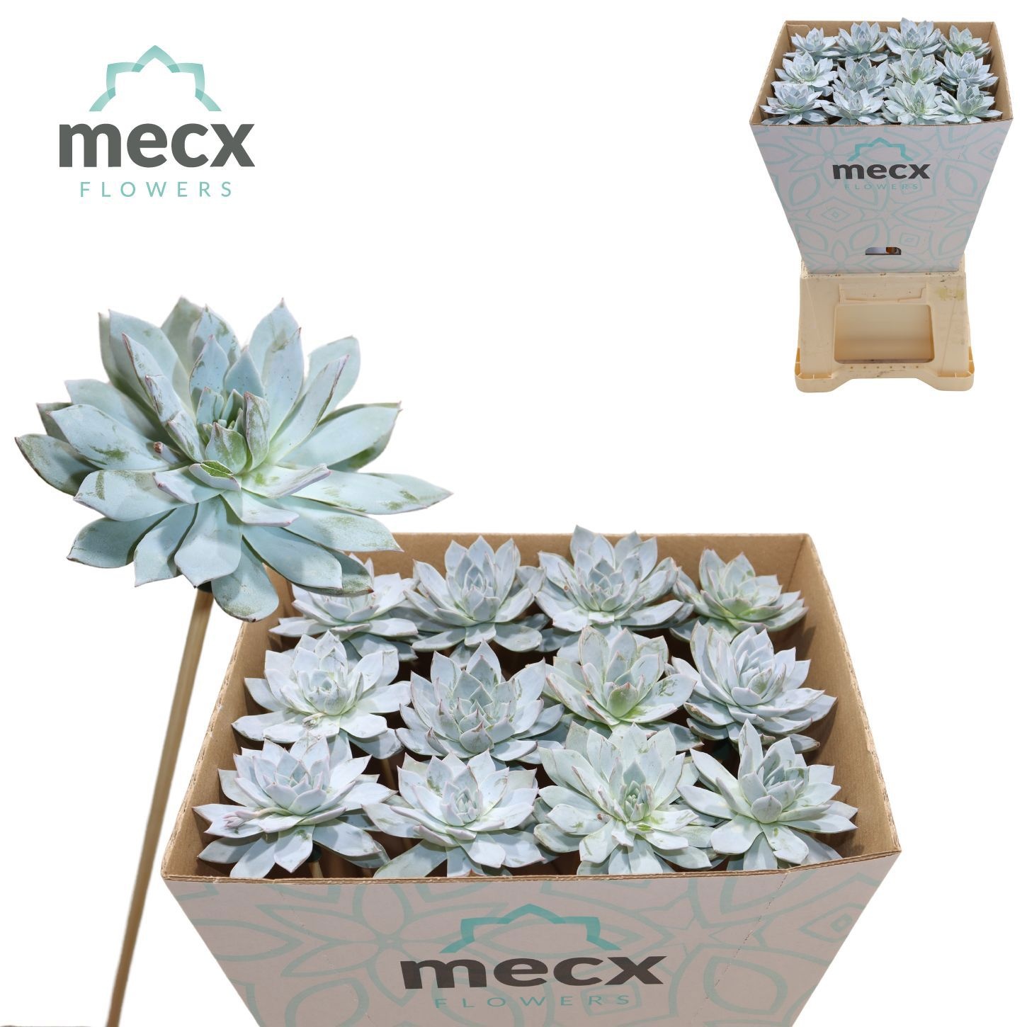 Echeveria Orpet (mecx Flowers)