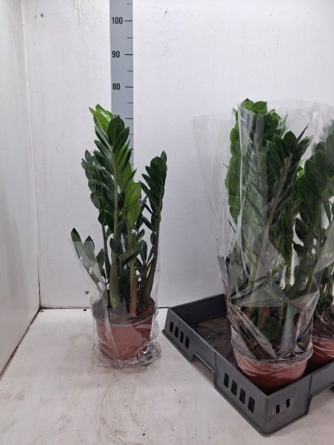Zamio Zamiifolia 19P 65H 6TAK