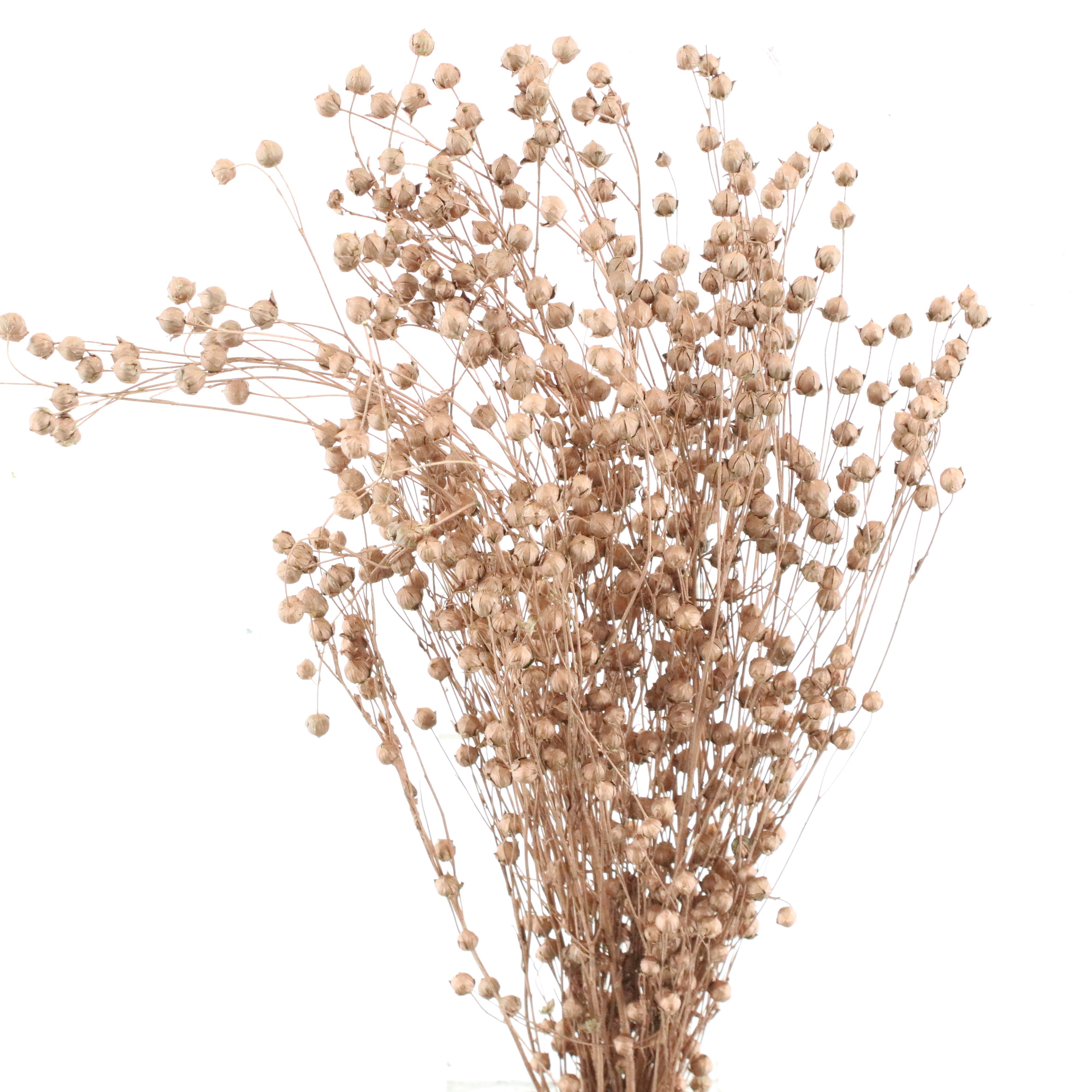 Dried Miscellaneous 50cm