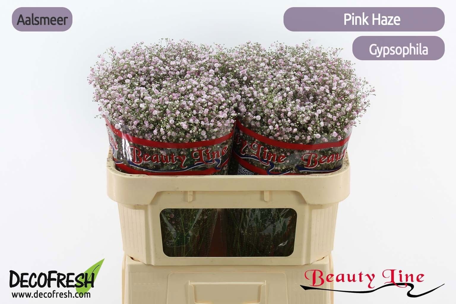 Gyps Pa Pink Haze 70cm 30gram