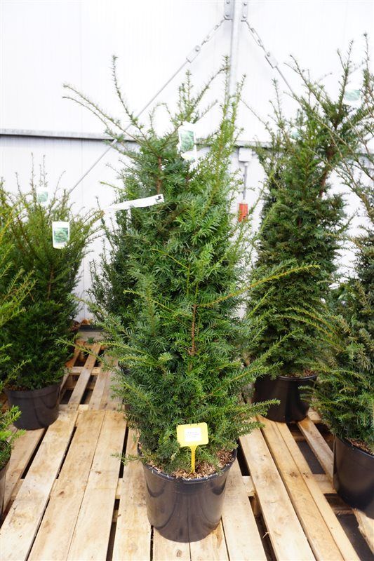 Taxus baccata