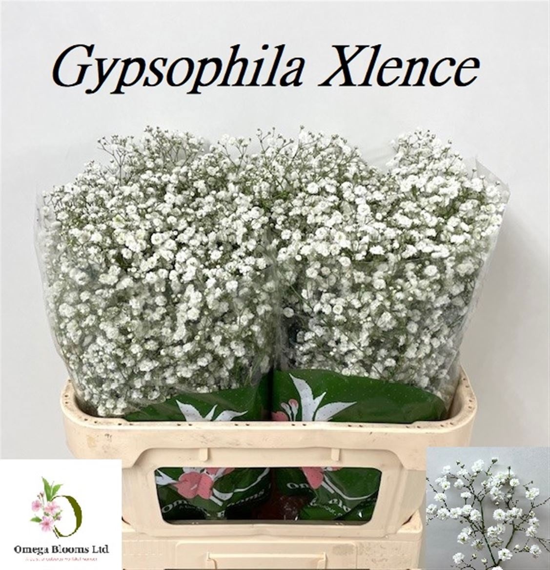 Gypsophila Xlence White 70cm 25gram