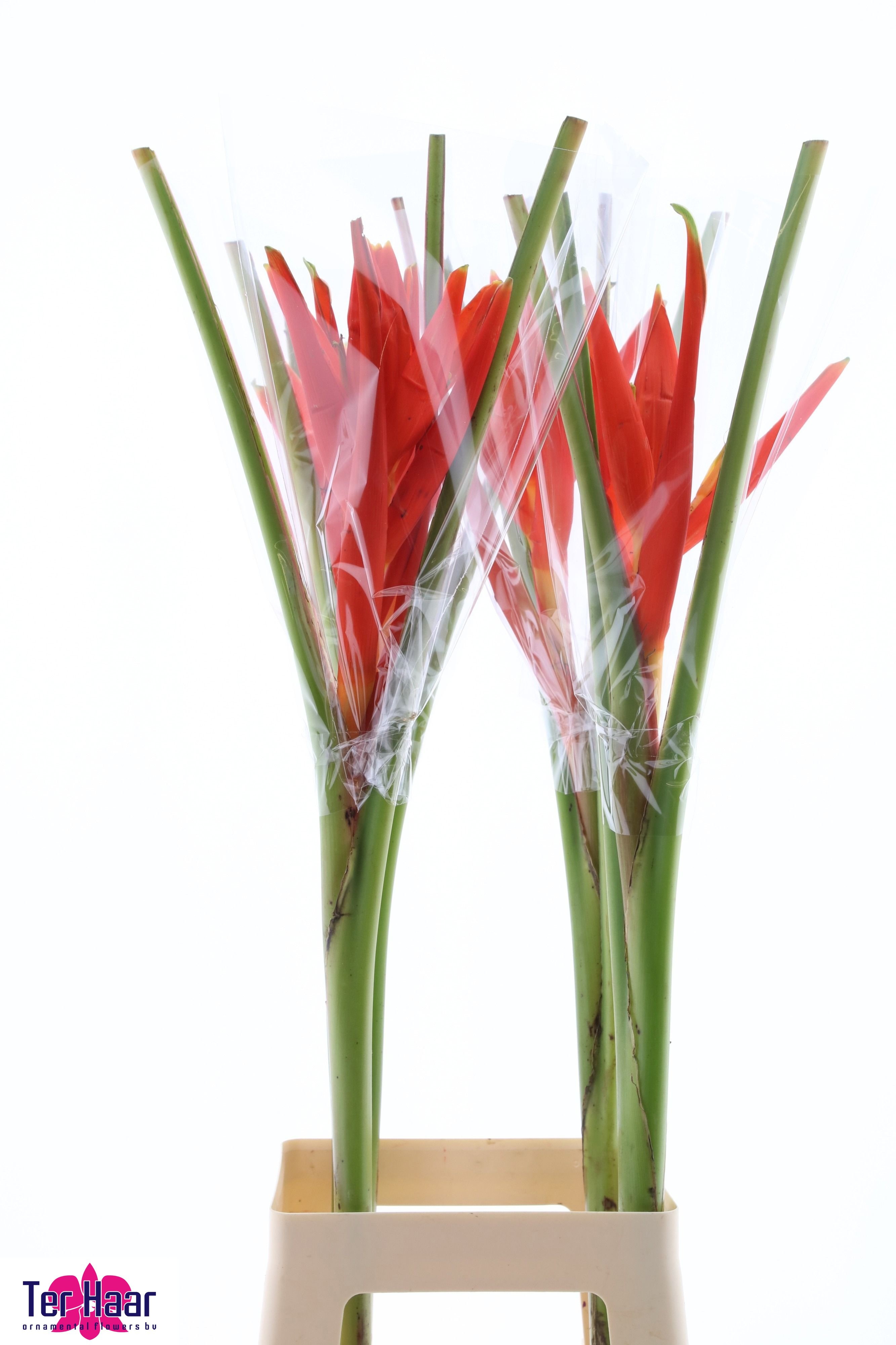 Musa Coccinea 90cm