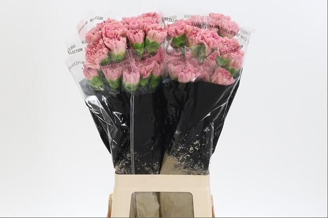 Dianthus St Lege 60cm