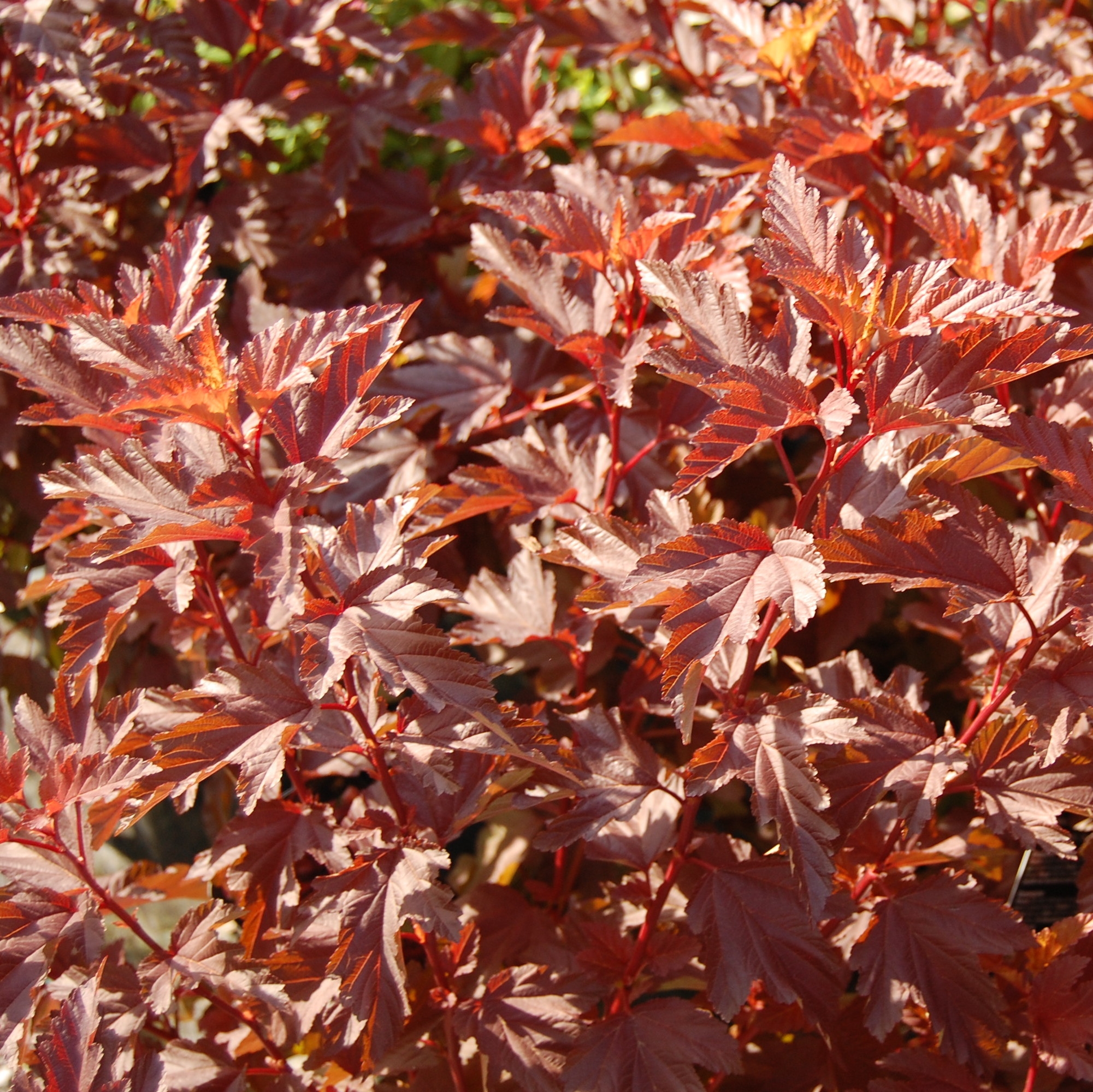 Picture of Physocarpus opulifolius Little Angel ('Hoogi016'PBR)