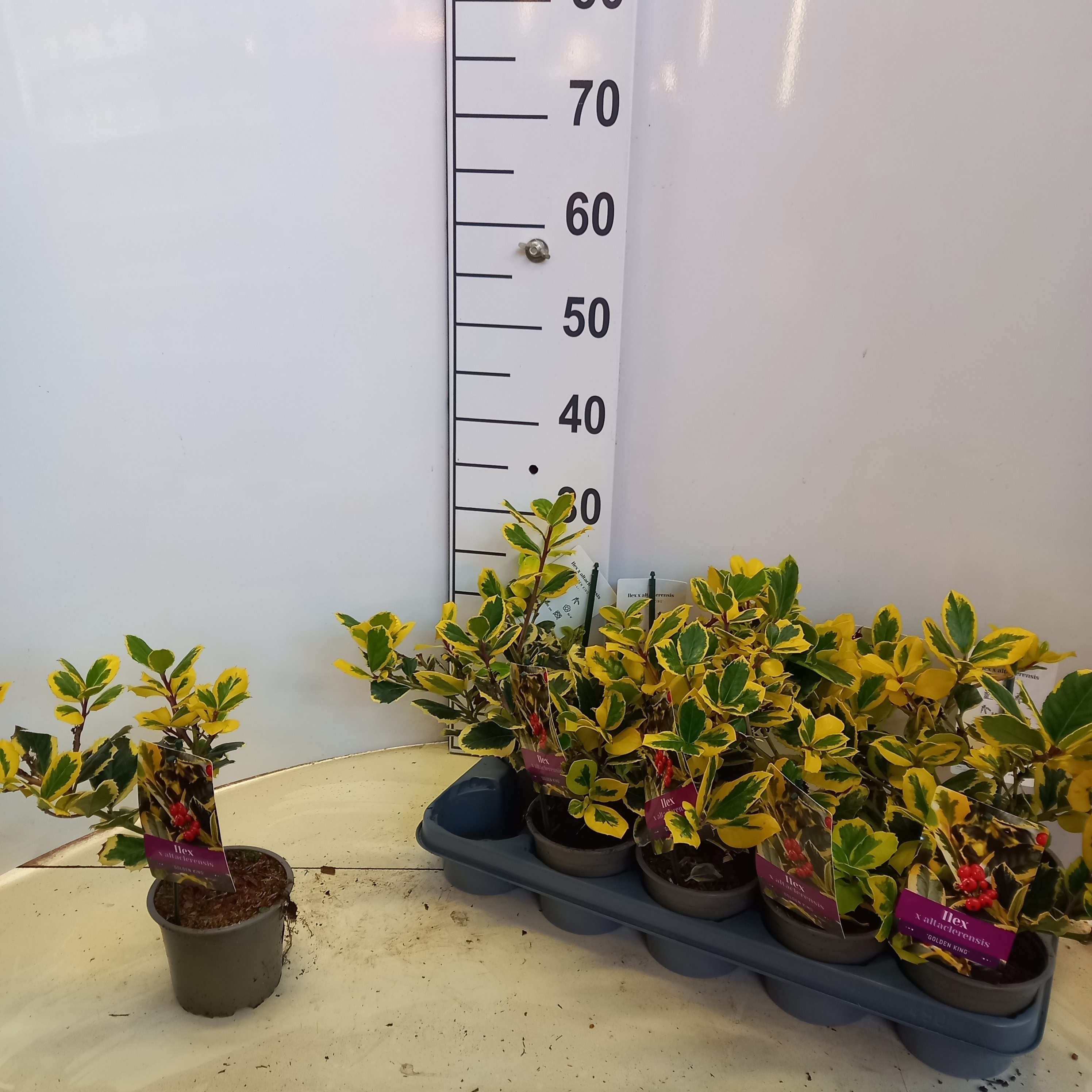 Ilex Al Golden King 20cm
