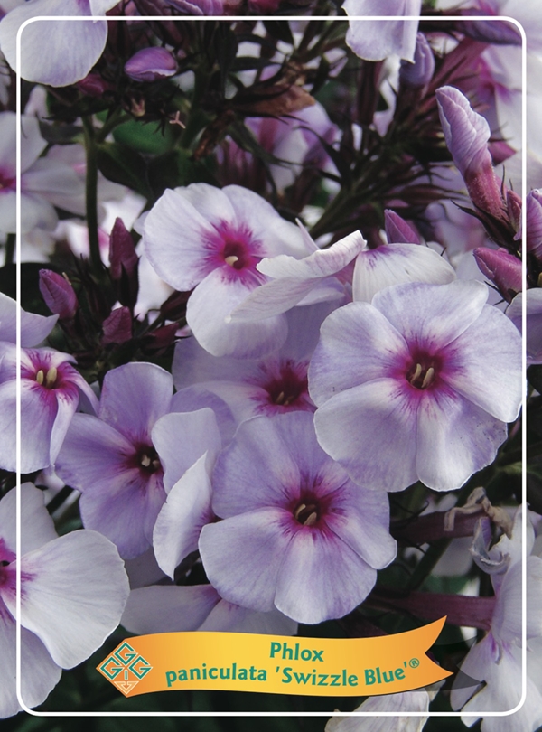 Picture of Phlox paniculata mix 6x10 srt. per shelve P11