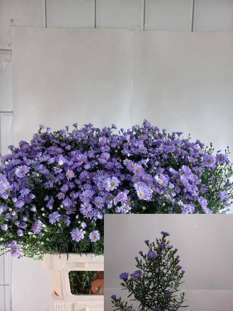 Aster Cassandra 80cm 55gram
