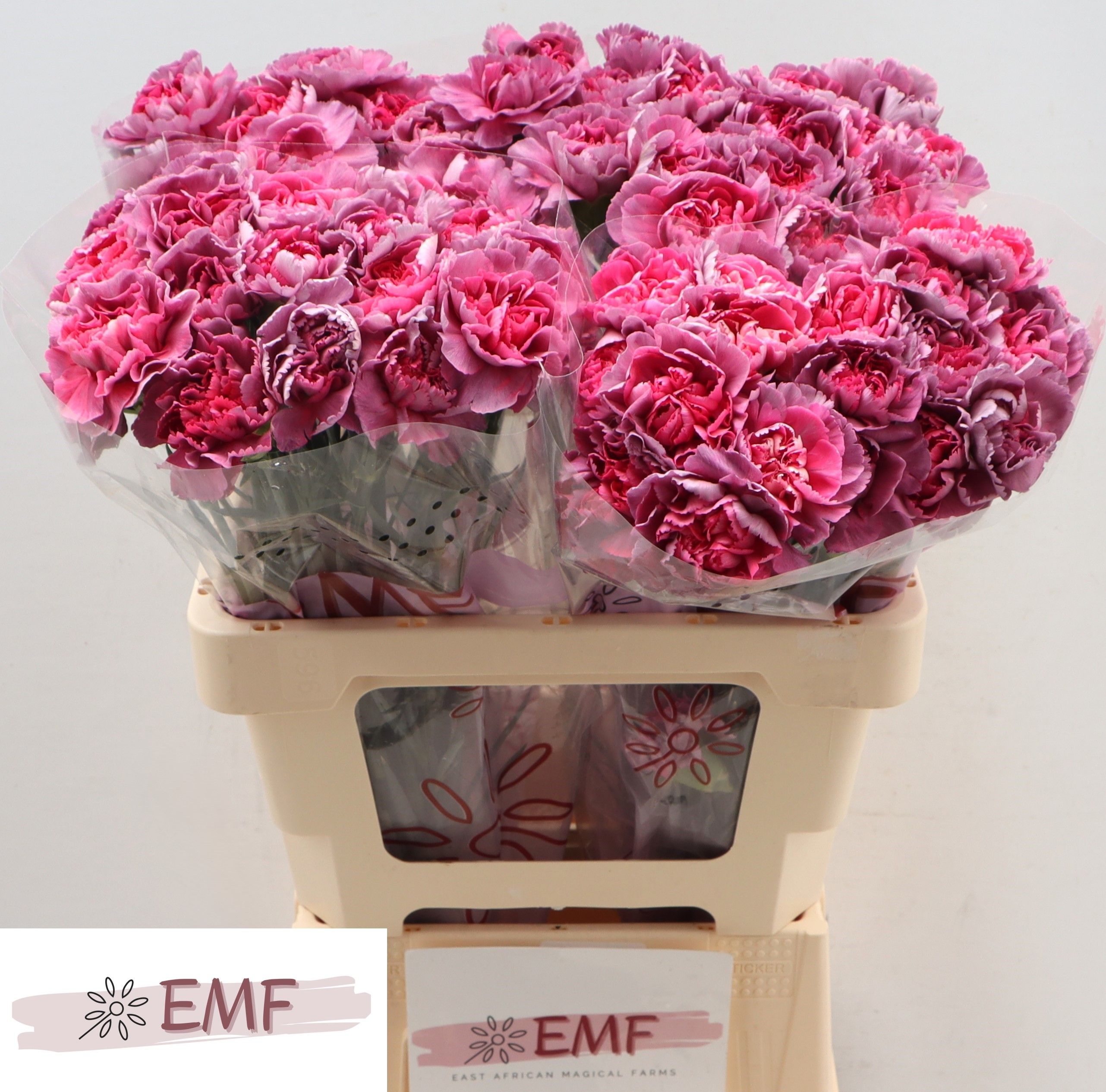 Dianthus St Hypnosis 60cm