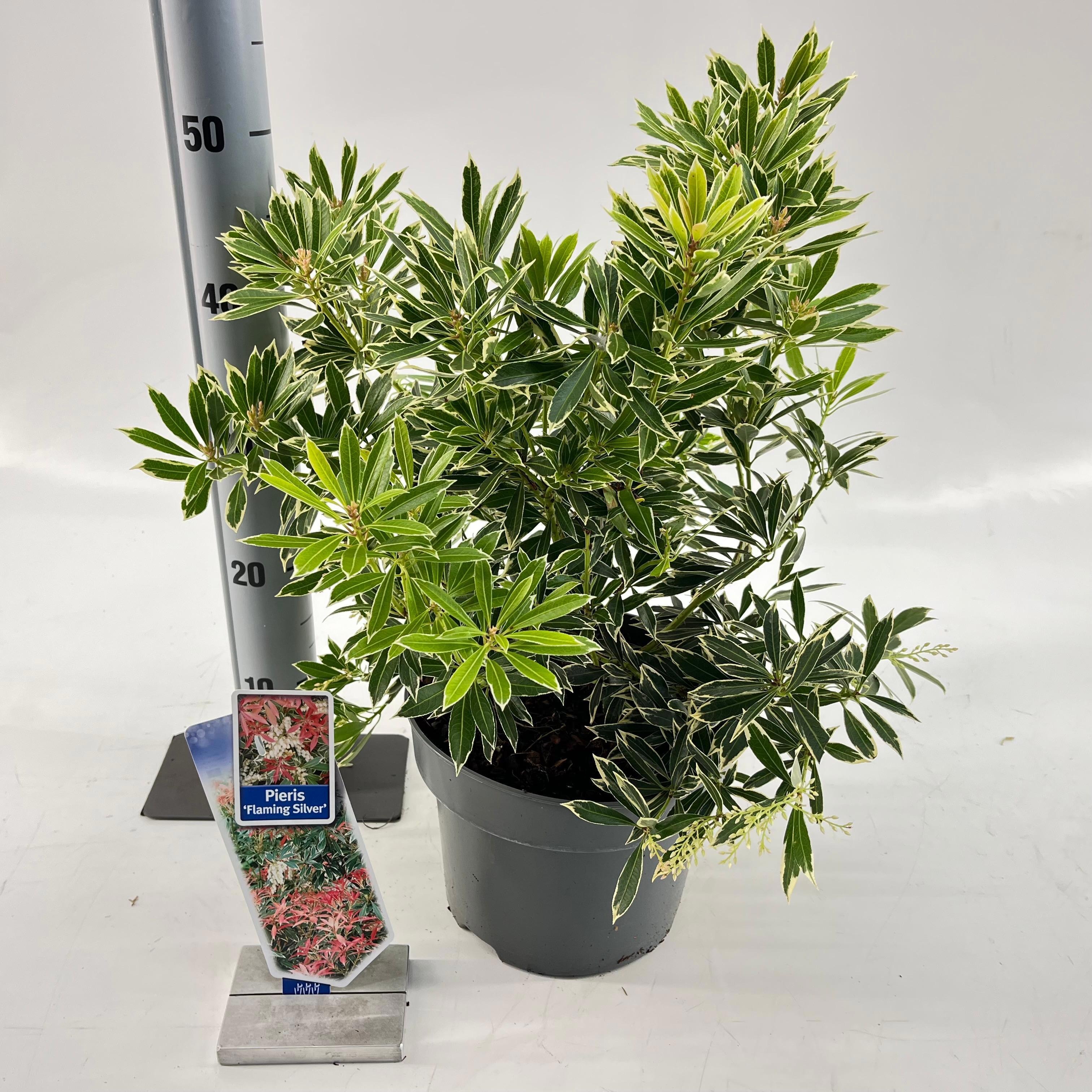 Picture of Pieris 'Flaming Silver'