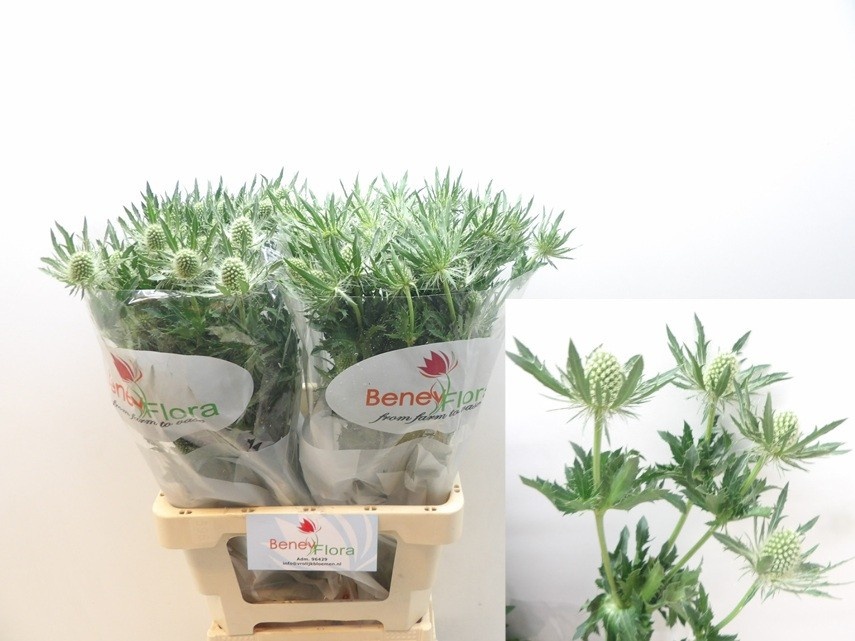 Eryngium White Lagoon 70cm