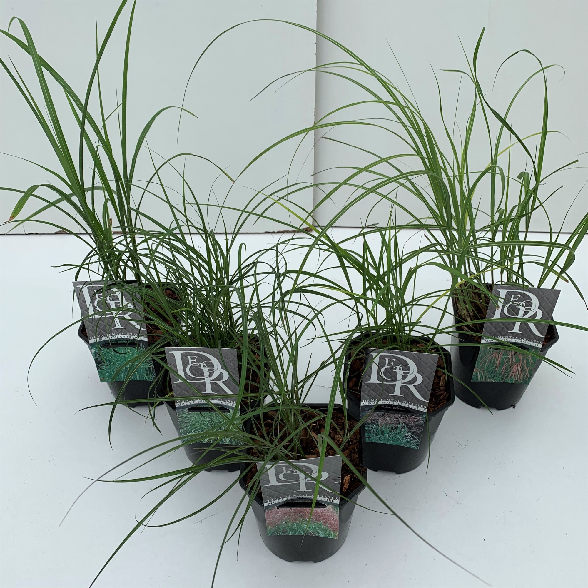 Picture of Miscanthus in varieties P17 (2 Ltr) Square