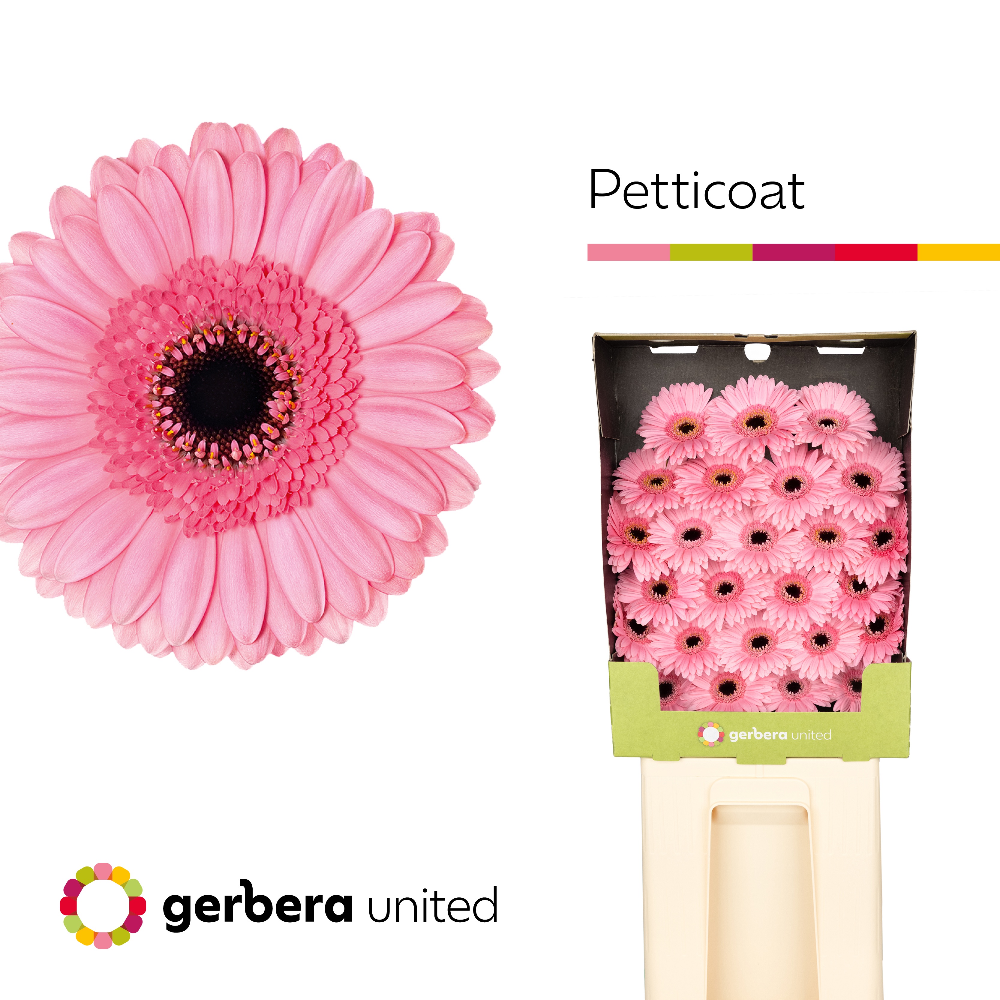 Ge Mi Petticoat