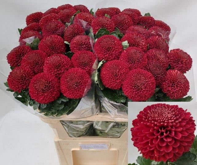 Chrys Single Kiev Dark 80cm 70gram