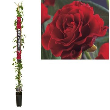 Picture of Rosa Pauls Scarlet Climber' +Long & strong label P23 210cm