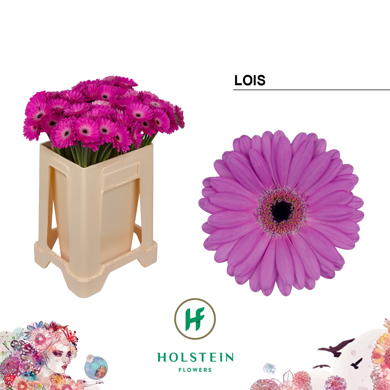 Gerbera Mini Lois